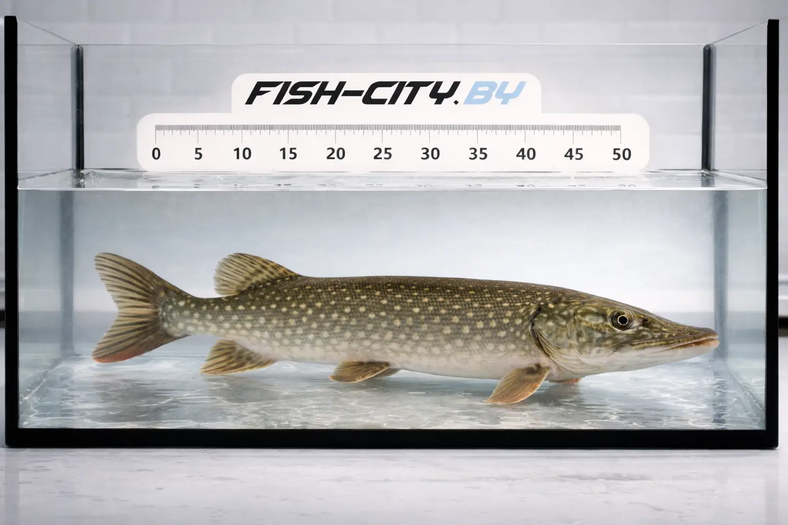 Щука живая 200-300 г, РБ