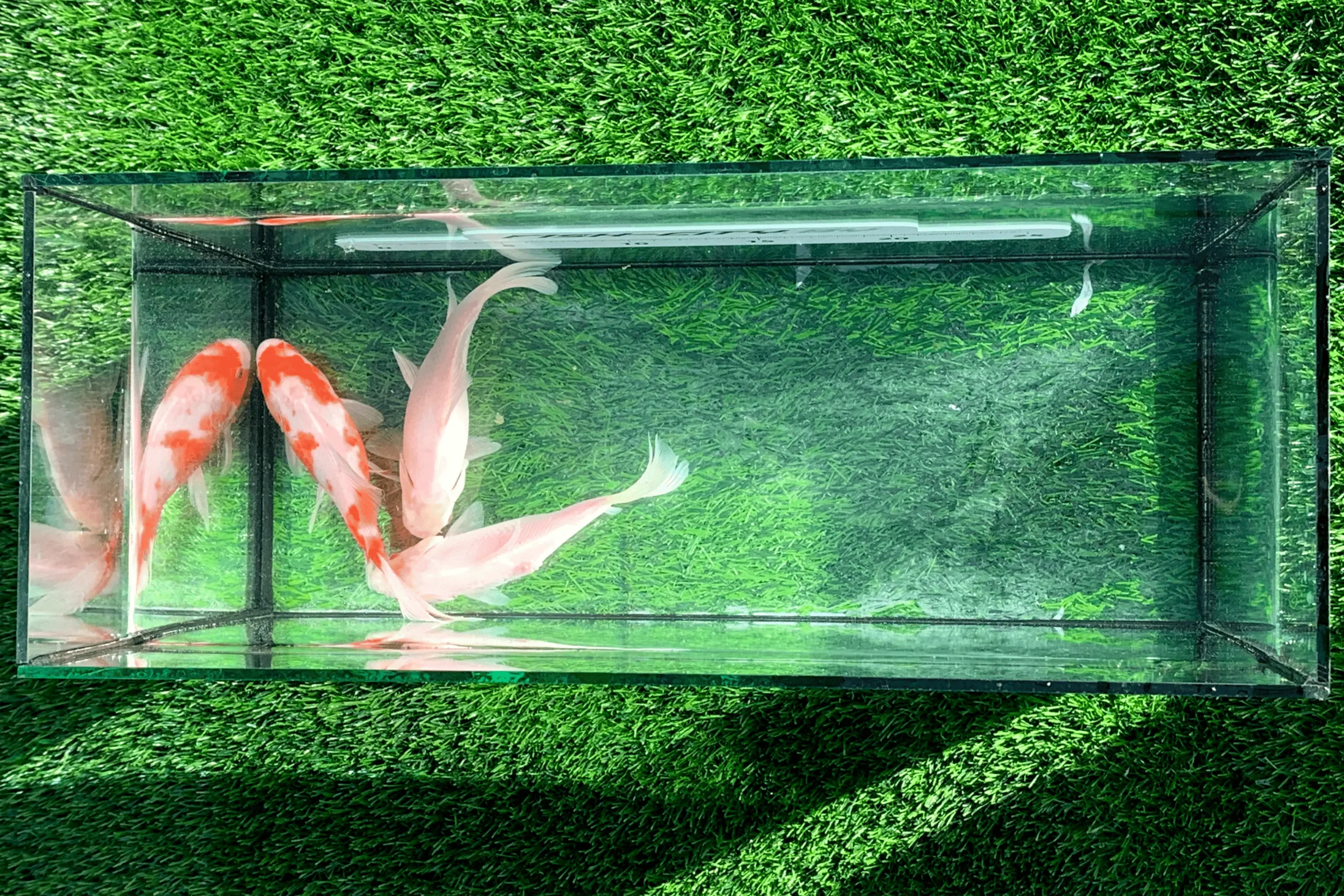 Карась комета 12-20 см, белые и бело-желтые