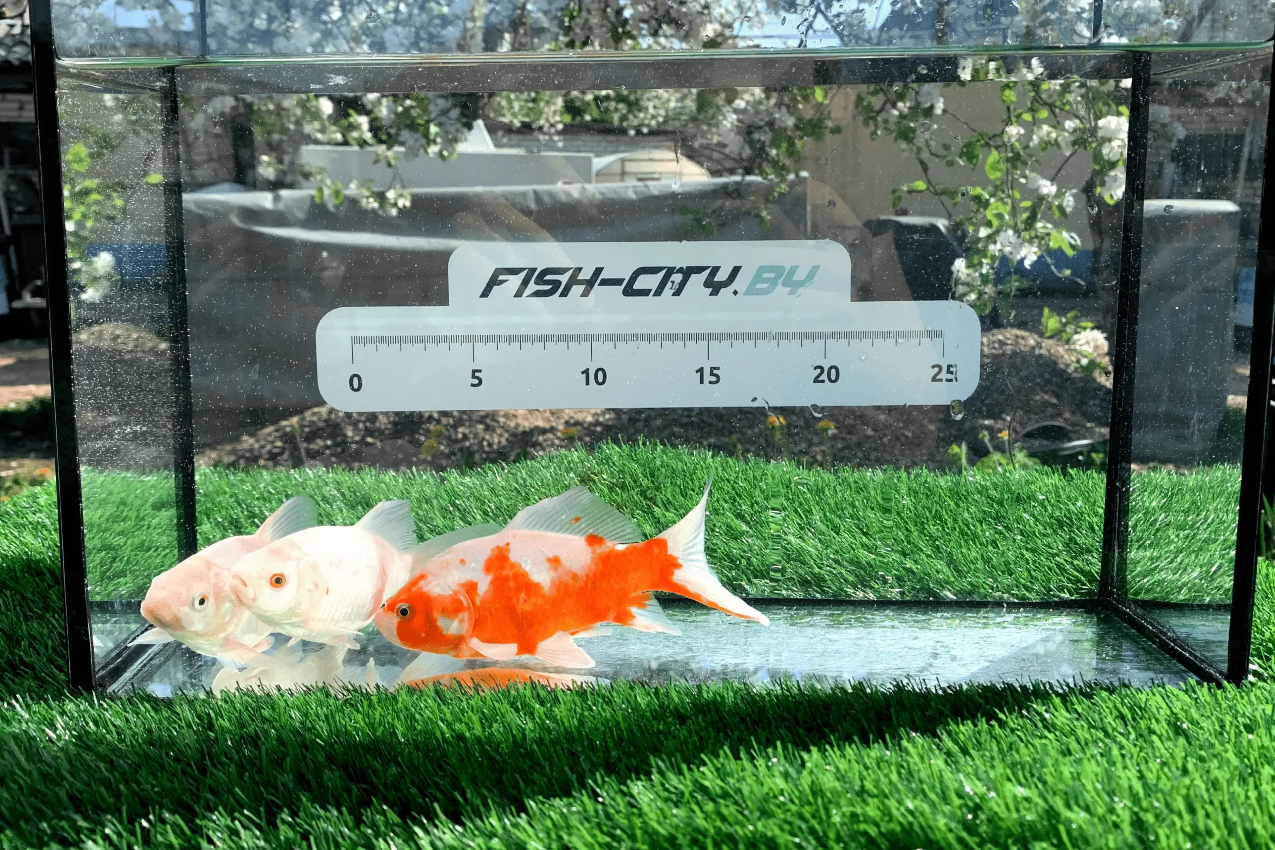 Карась комета 12-20 см, белые и бело-желтые