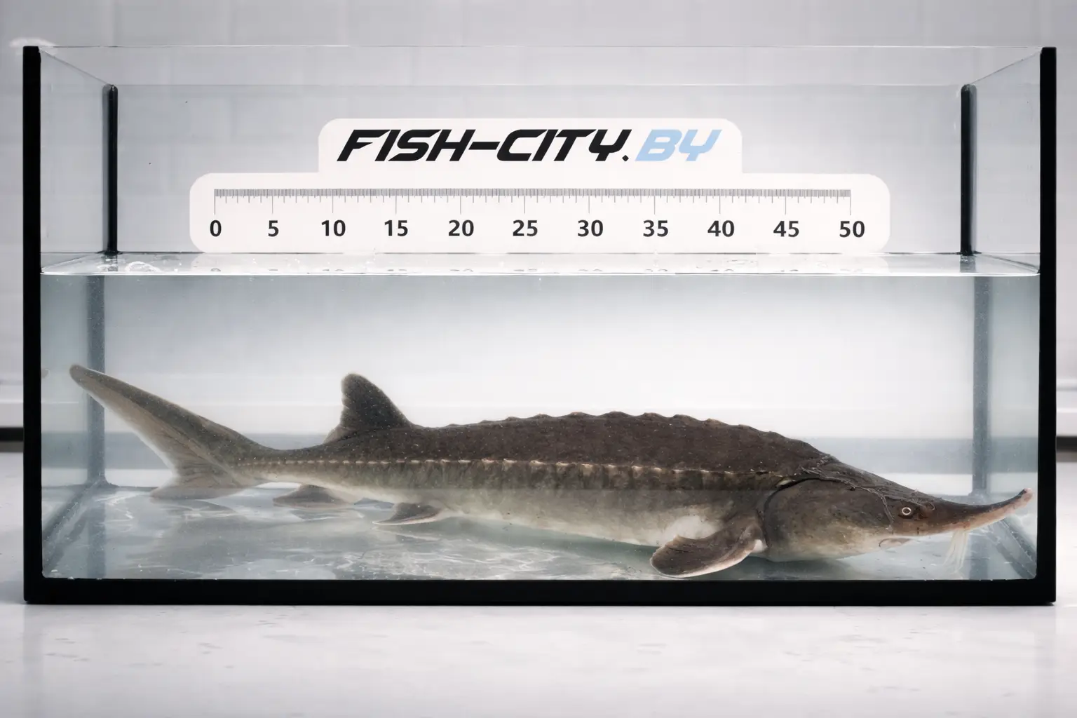 Осетр ленский живой 1000-1500 г, РБ