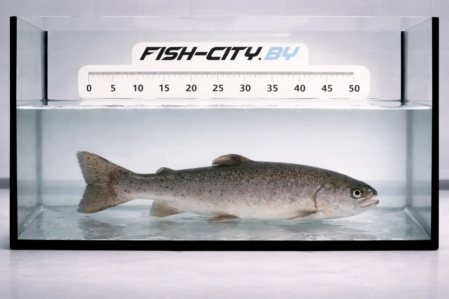 Форель радужная живая 1000-2000 г, РБ