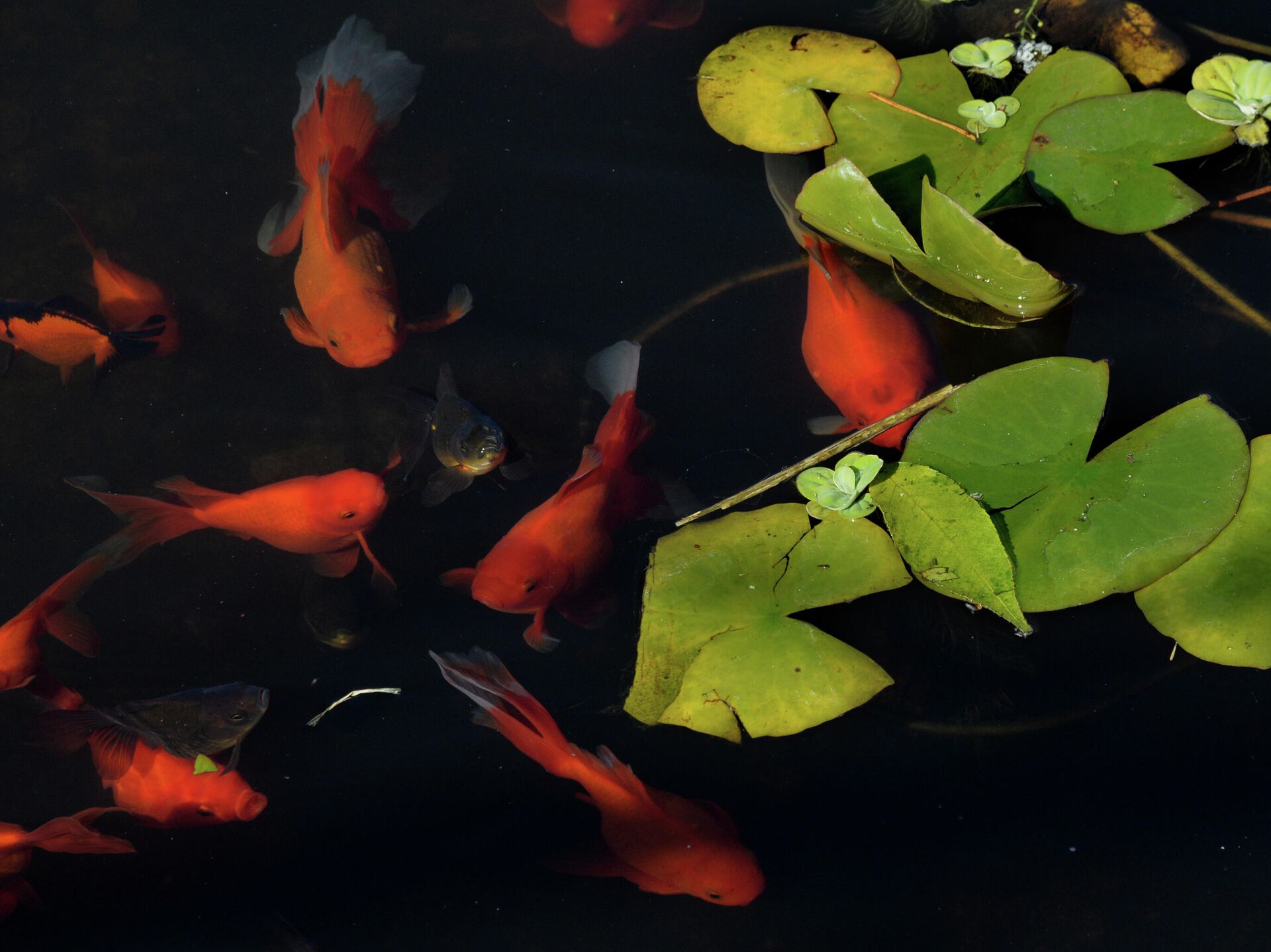 Совместимость разных видов рыб в одном пруду