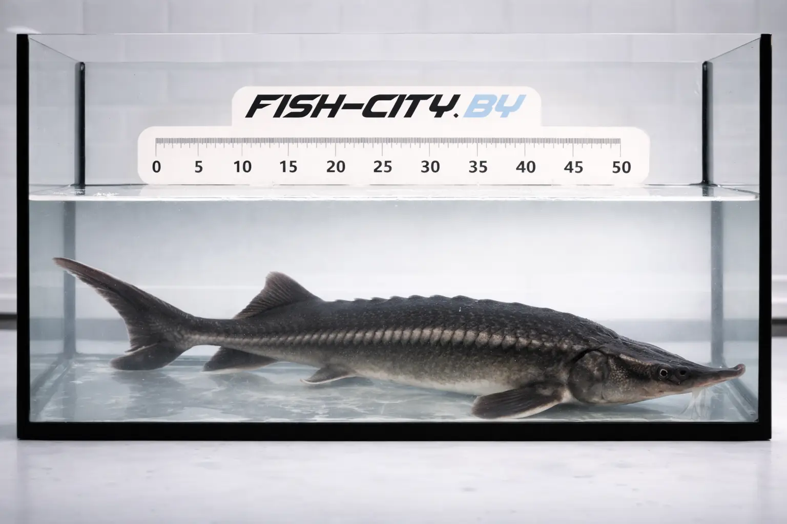 Рукал (ленка) живой 1000-1500 г, РБ